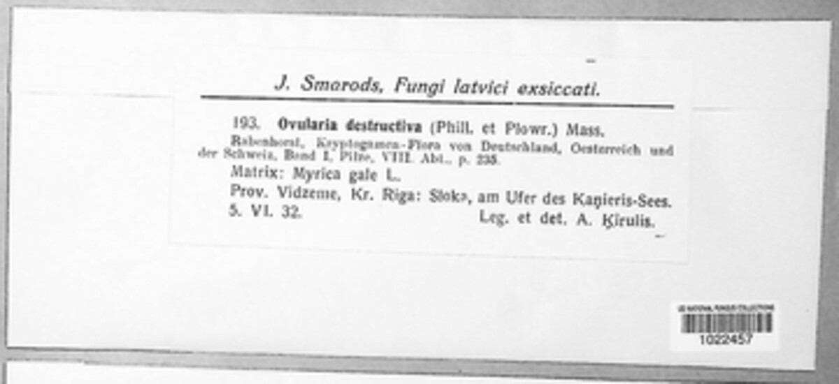Ramularia rufibasis image